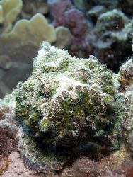 Taken at Sharksbay with Olympus SP350. by Anel Van Veelen 